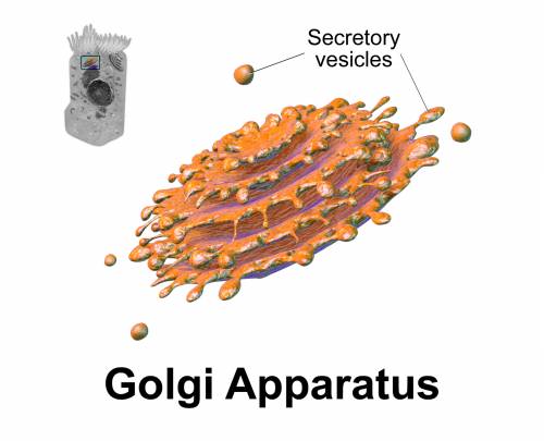 golgi bodies function
