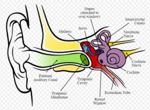 inner ear itch