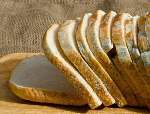 Risk of Eating Moldy Bread