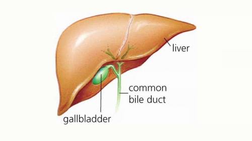 what does the gallbladder look like