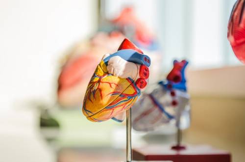 What Is A Dangerous Heart Rate For Human 