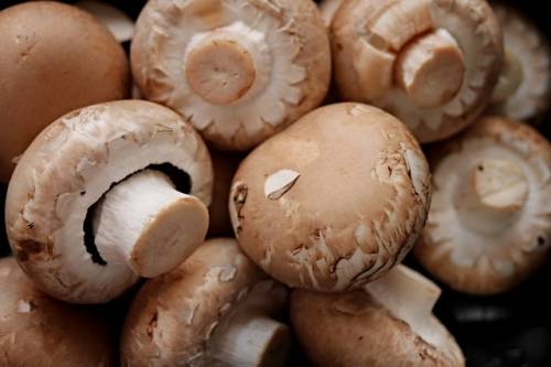 Protein in Mushrooms