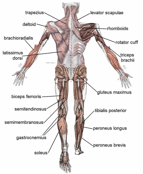 illnesses of the muscular system