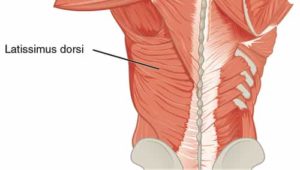 2_latissimus-dorsi-anatomy | Health Recovery Tips