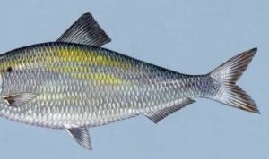 Why Does Urine Smell Like Fish? | IYTmed.com