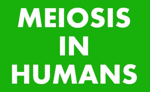 In females, meiosis begins during the fetal stage when a series of diploid cells enter meiosis I. At the conclusion of meiosis I, the process comes to a halt, and the cells gather in the ovaries. At puberty, meiosis resumes.