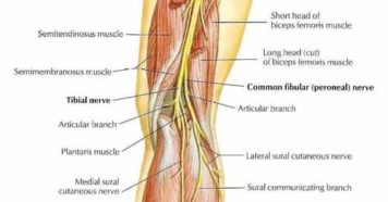 Pain in Lower Right Thigh: Causes, Treatment, Prevention, Facts ...