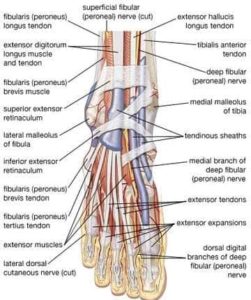 number of nerve endings in feet