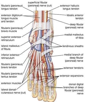 diagram of nerves in foot and ankle.