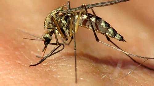 Most people (8 out of 10) infected with West Nile virus do not develop any symptoms.