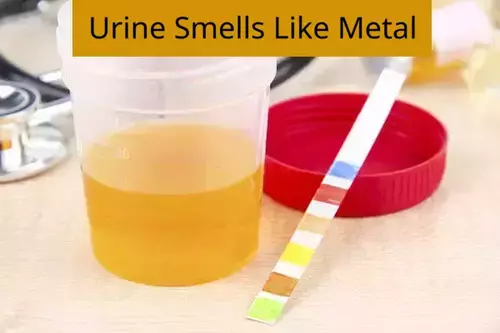 Metallic odor from the urine