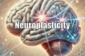 Neuroplasticity